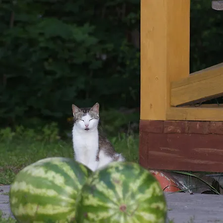 Semesterbostad Izbushka *