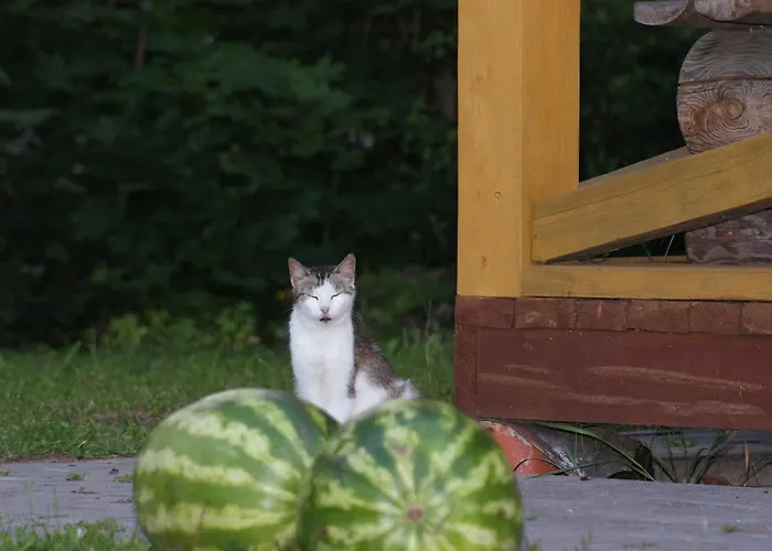 度假居 伊兹布希卡宾馆 *